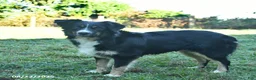 Miniature Australian Shepherd dogs for sale: Tulip - Ad 6