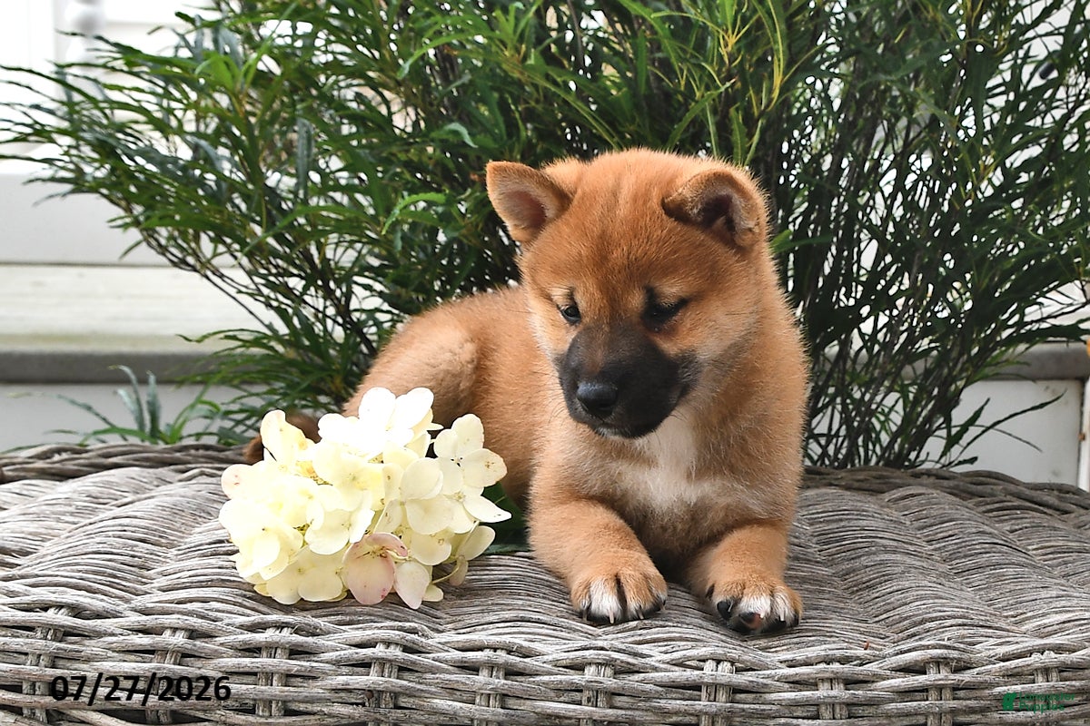Shiba Inu dogs Slater - Ad 2