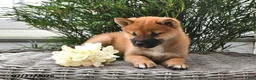 Shiba Inu dogs for sale: Slater - Ad 2