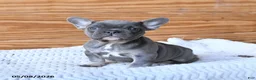 French Bulldog dogs for sale: Honey - Ad 3