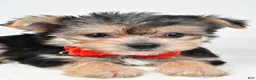 Morkie dogs for sale: Johnson - Ad 4