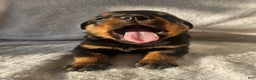 Rottweiler dogs for sale: Pretzel - Ad 2