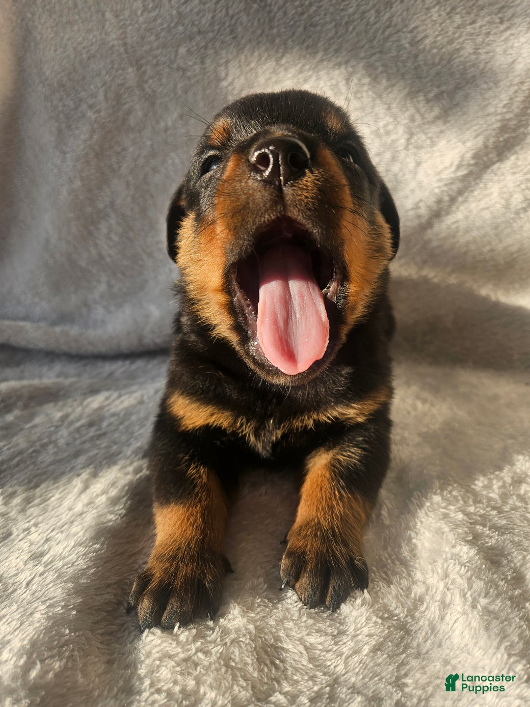 Rottweiler dogs for sale: Pretzel - Ad 2