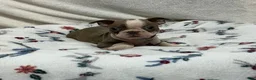 Boston Terrier dogs for sale: Dee - Ad 3
