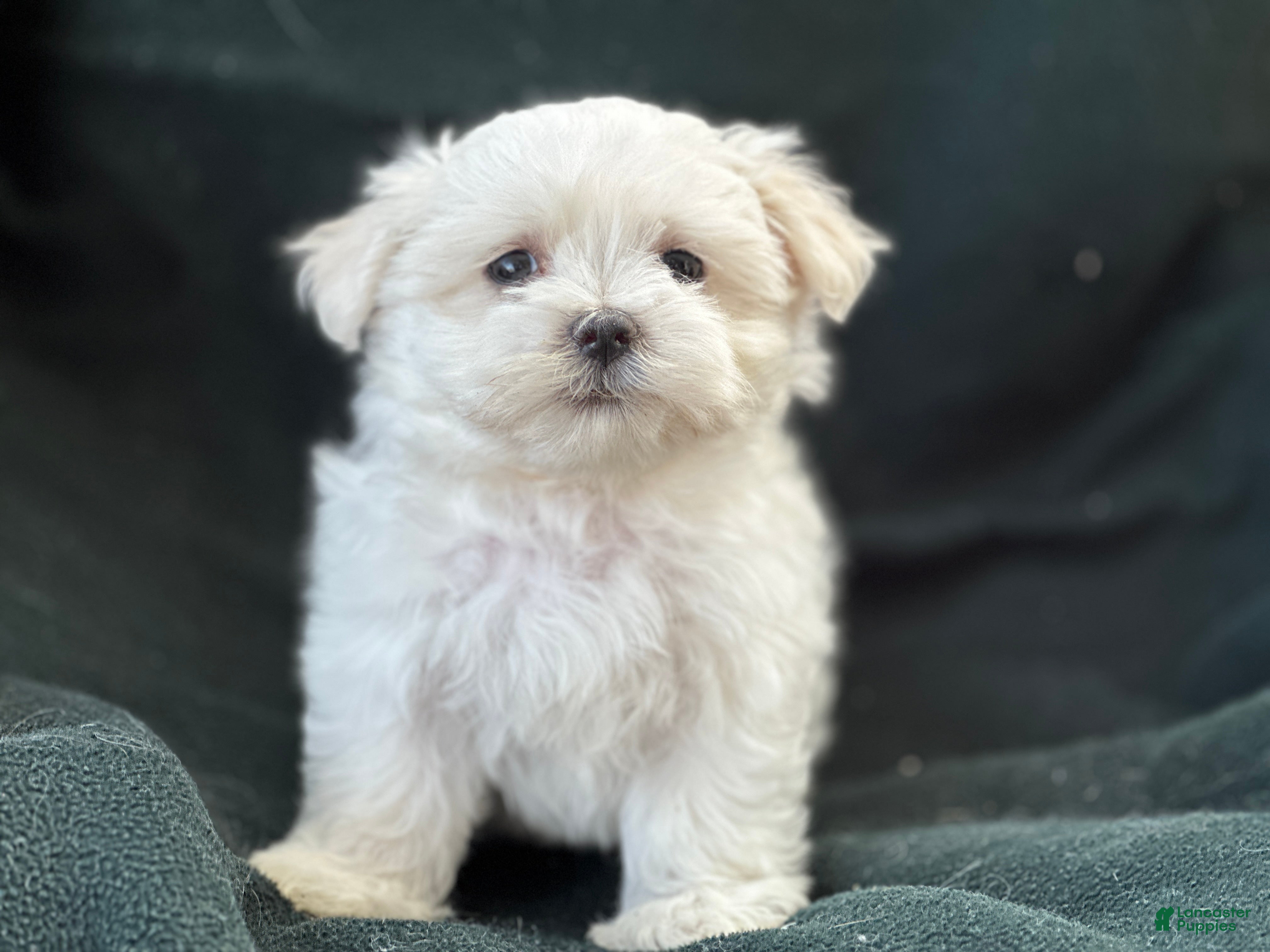 Maltese dogs APRI Maltese - Casper - Ad 2