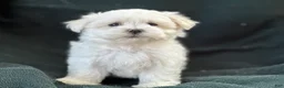 Maltese dogs for sale: APRI Maltese - Casper - Ad 2