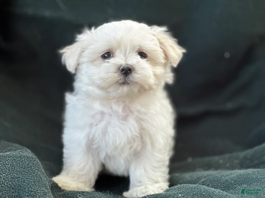 Maltese dogs for sale: APRI Maltese - Casper - Ad 2