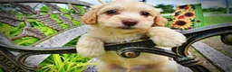 Havapoo dogs for sale: Alfie-SUMMER SALE!! $100 off listed price!! - Ad 4