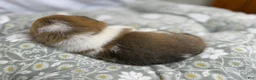 Welsh Corgi Pembroke dogs for sale: Good Friday 3M - Ad 20