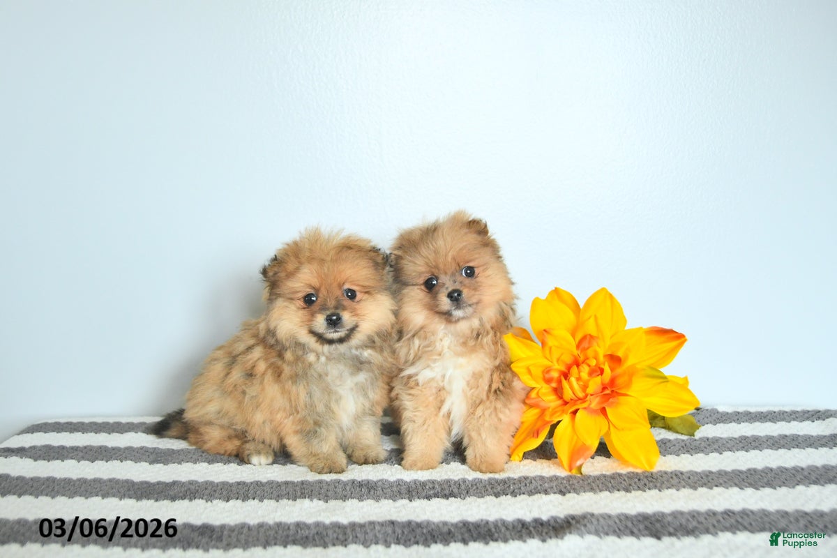 Pomeranian dogs Lacey EXTRA SMALL - Ad 2