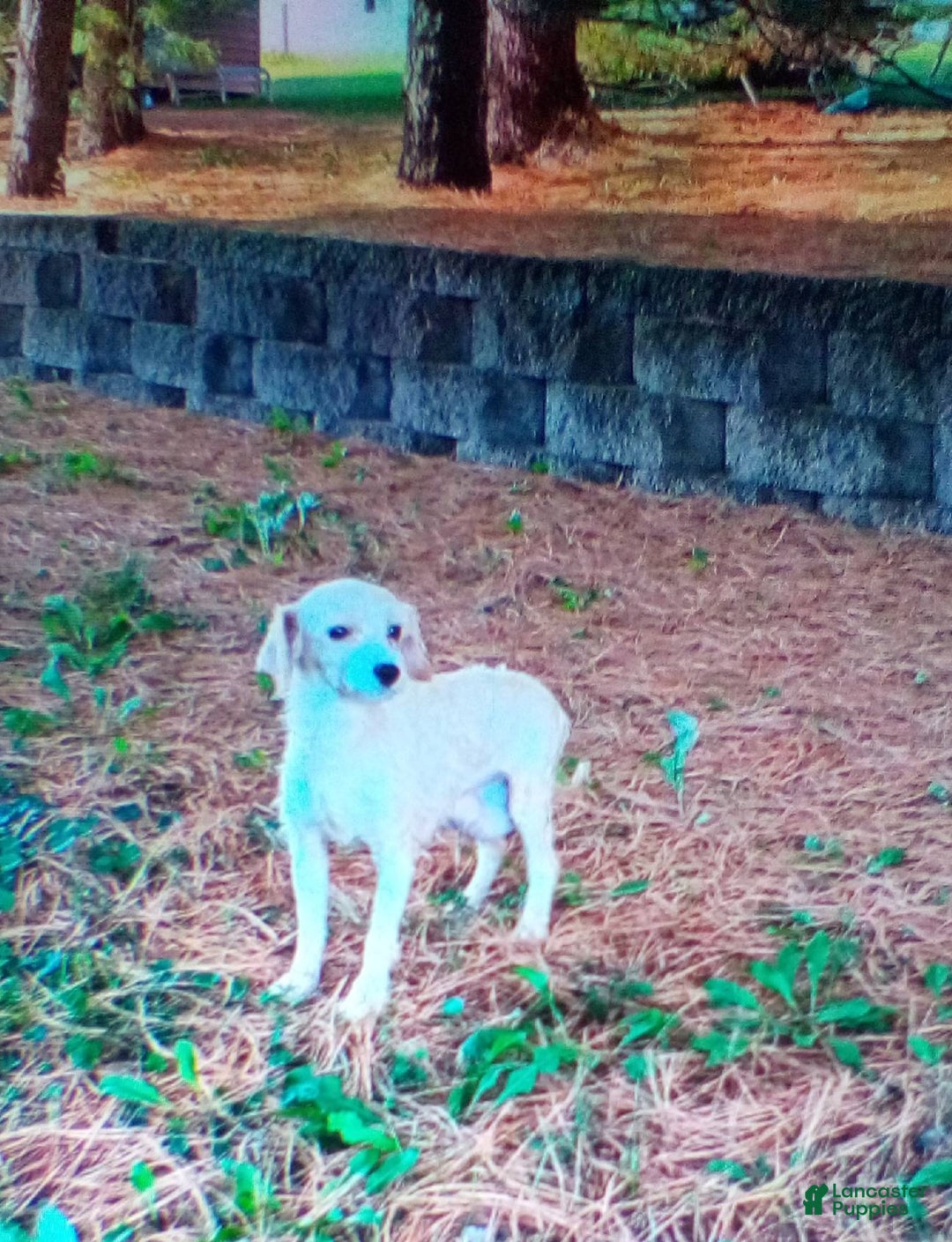 Maltipoo dogs for sale: Shawn f one b - Ad 10