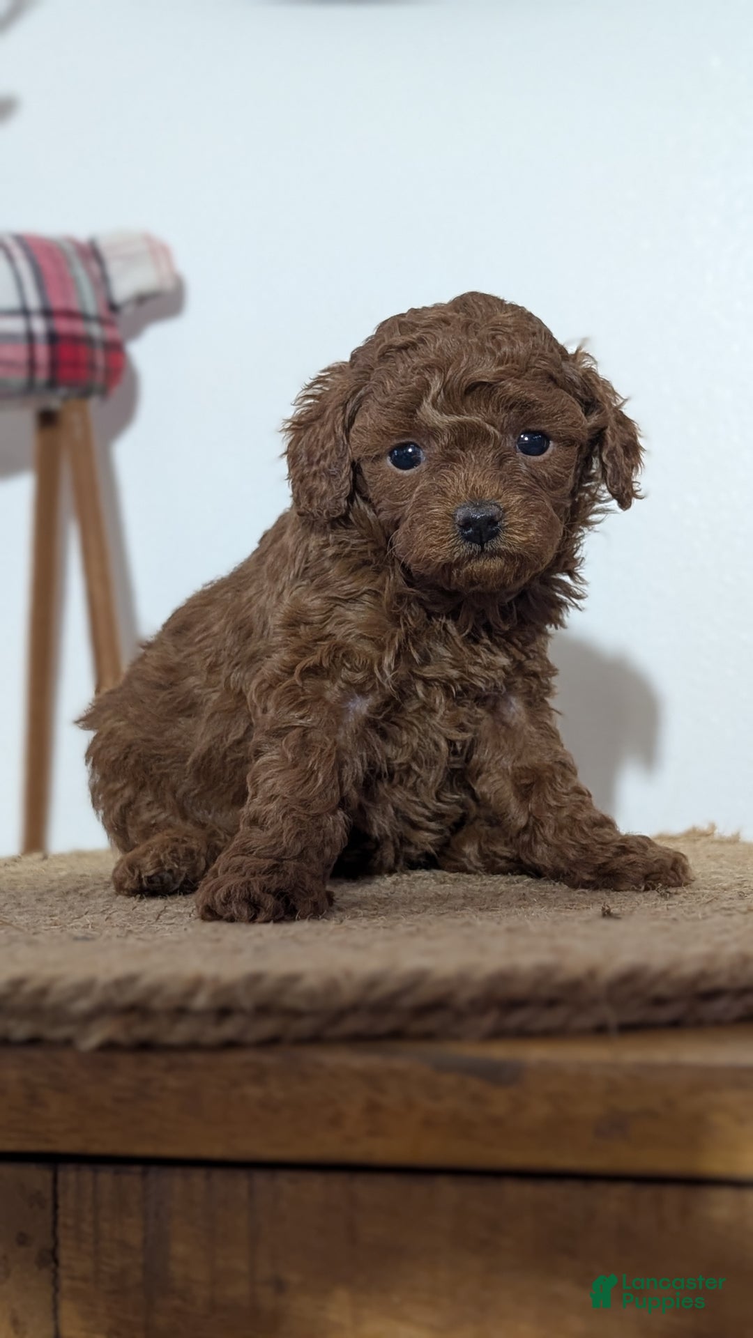 Miniature Poodle dogs for sale: Malia - Ad 3