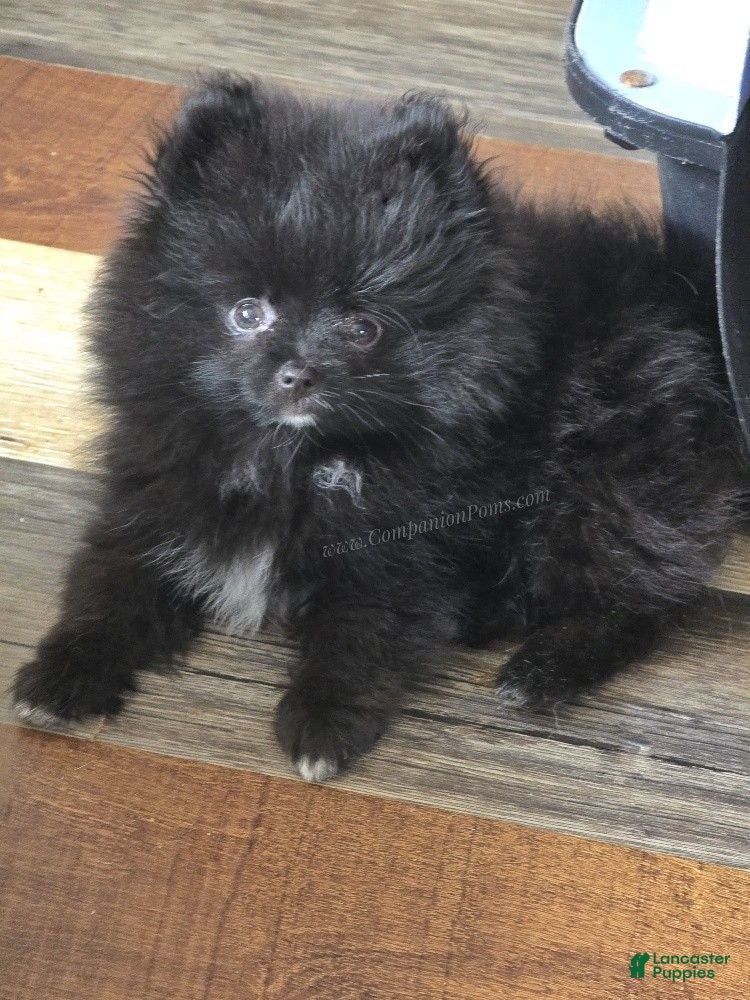 Pomeranian dogs See Video - Sweet Playful Boy! - Ad 1
