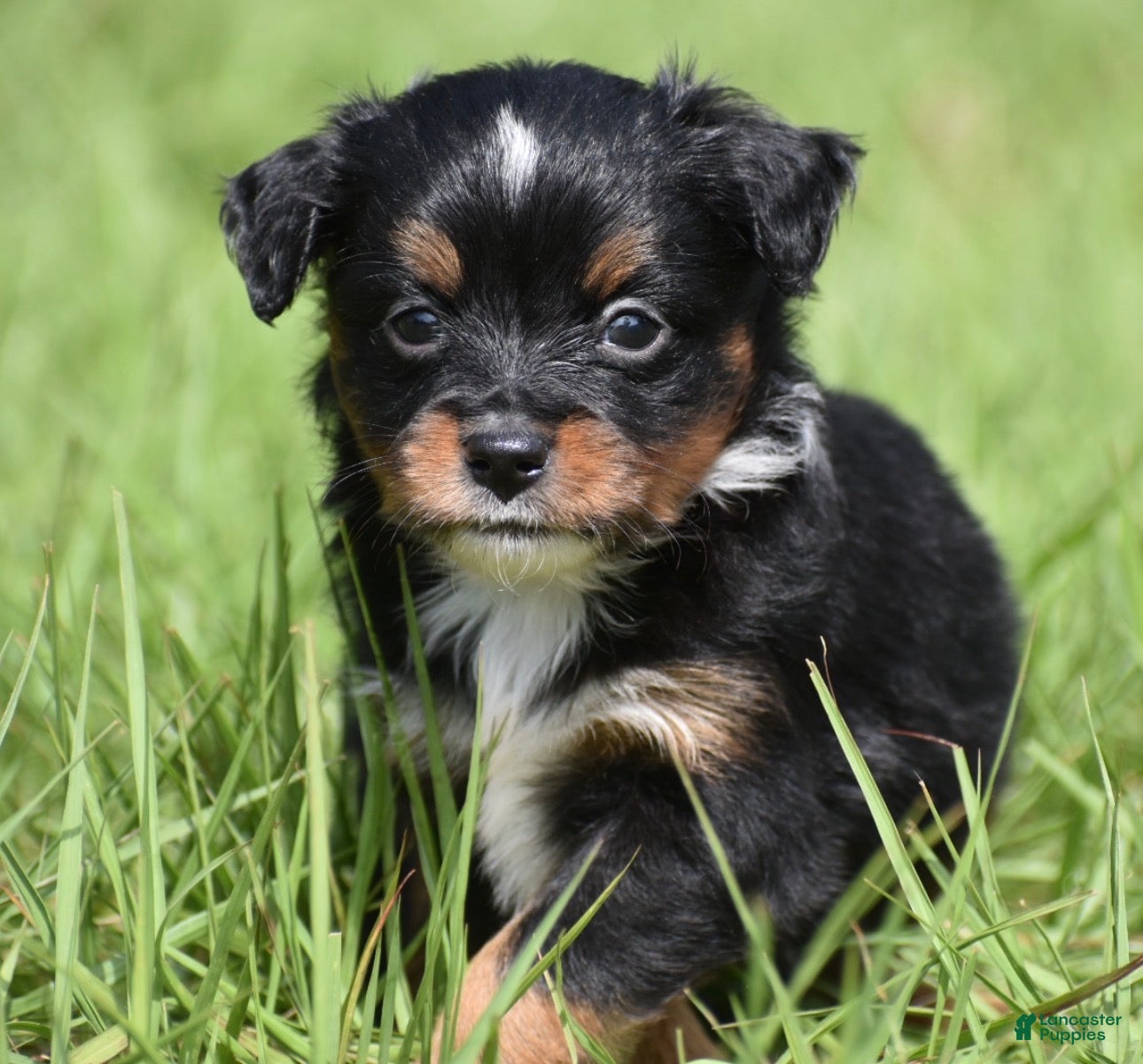 Toy Australian Shepherd dogs for sale: Toy Australian Shepherd Puppy 2 - Ad 3