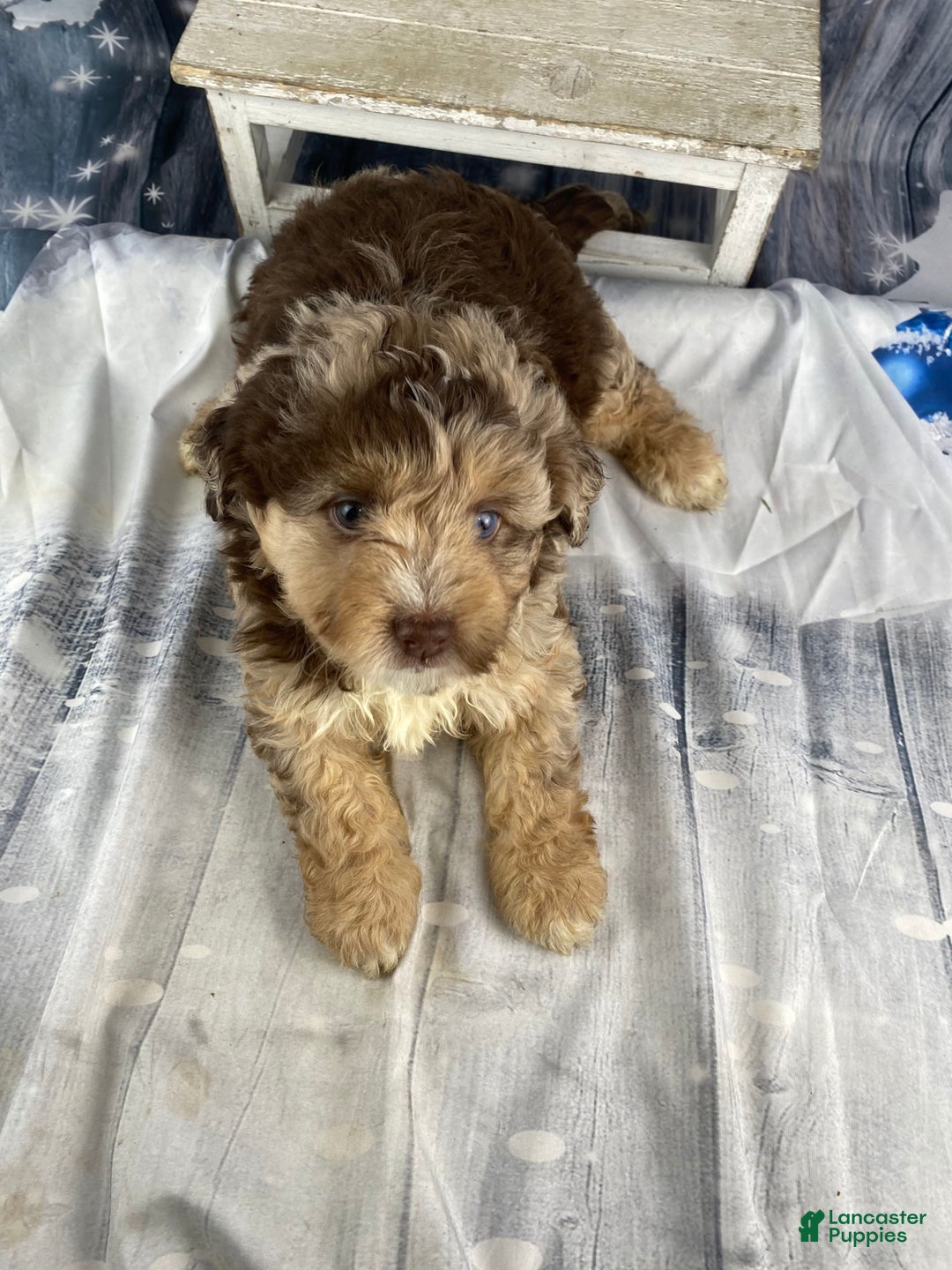 Mini Aussiedoodle dogs for sale: Indy - Ad 8