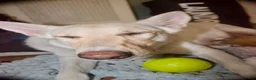 Gerberian Shepsky dogs for sale: Leif - Ad 18