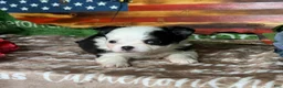 Chihuahua dogs for sale: EllieMay Long Coat  - Ad 3