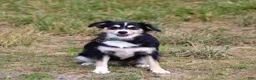 Miniature Australian Shepherd dogs for sale: Joy - Ad 4