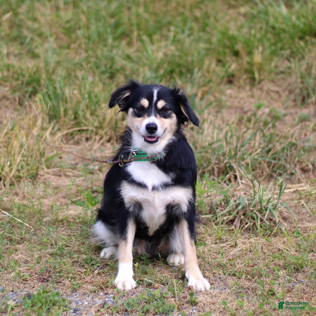 Miniature Australian Shepherd dogs for sale: Joy - Ad 4
