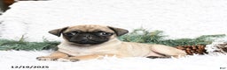 Pug dogs for sale: Pepper - Ad 2