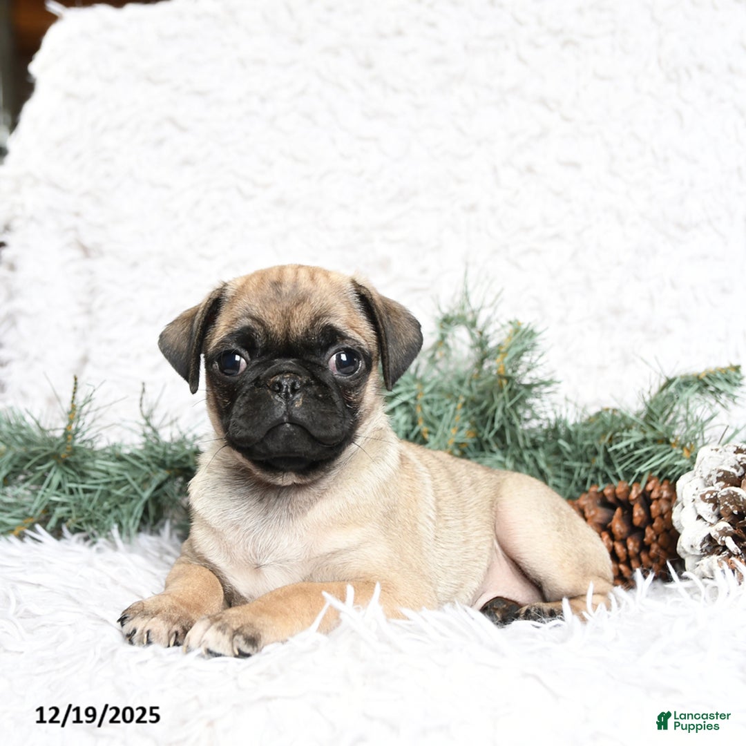 Pug dogs for sale: Pepper - Ad 2