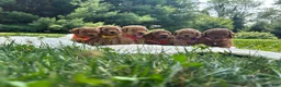Miniature Poodle dogs for sale: Buster - Ad 8