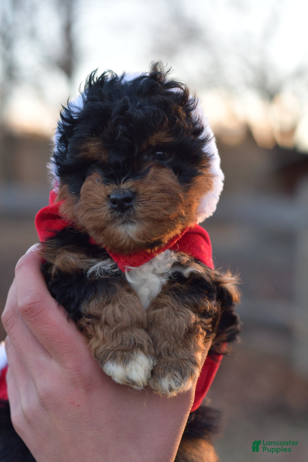 Mini Aussiedoodle dogs for sale: Bear - Ad 14