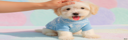 Maltipoo dogs for sale: BEAR - Ad 2