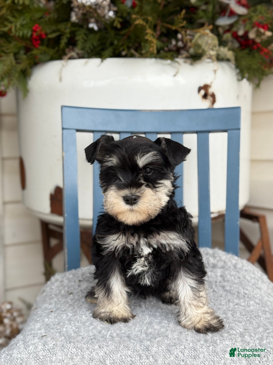 Miniature Schnauzer dogs for sale: Deacon - Ad 2