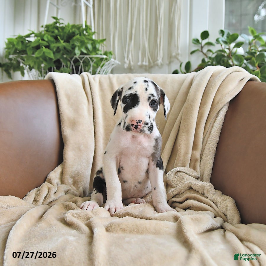 Great Dane dogs Bailey - Ad 2