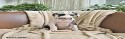 Great Dane dogs for sale: Bailey - Ad 2