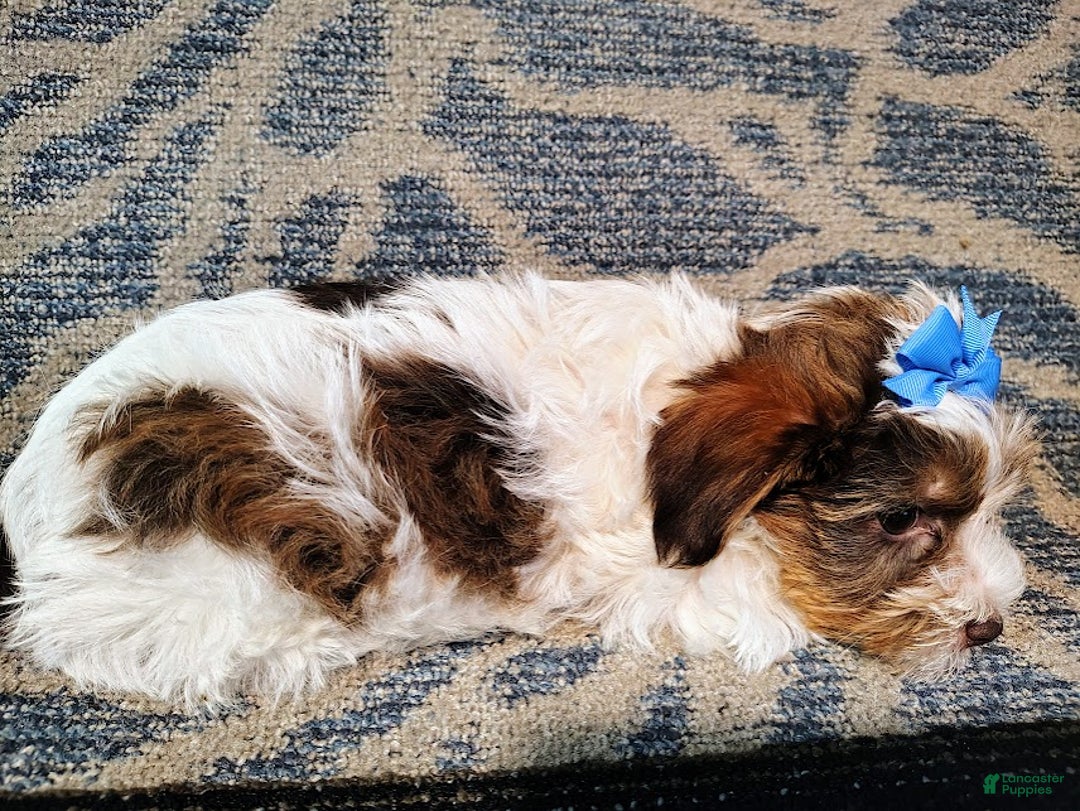 Yorkiepoo dogs for sale: Pudgy - Ad 6