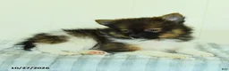 Pomeranian dogs for sale: Teddy - Ad 3