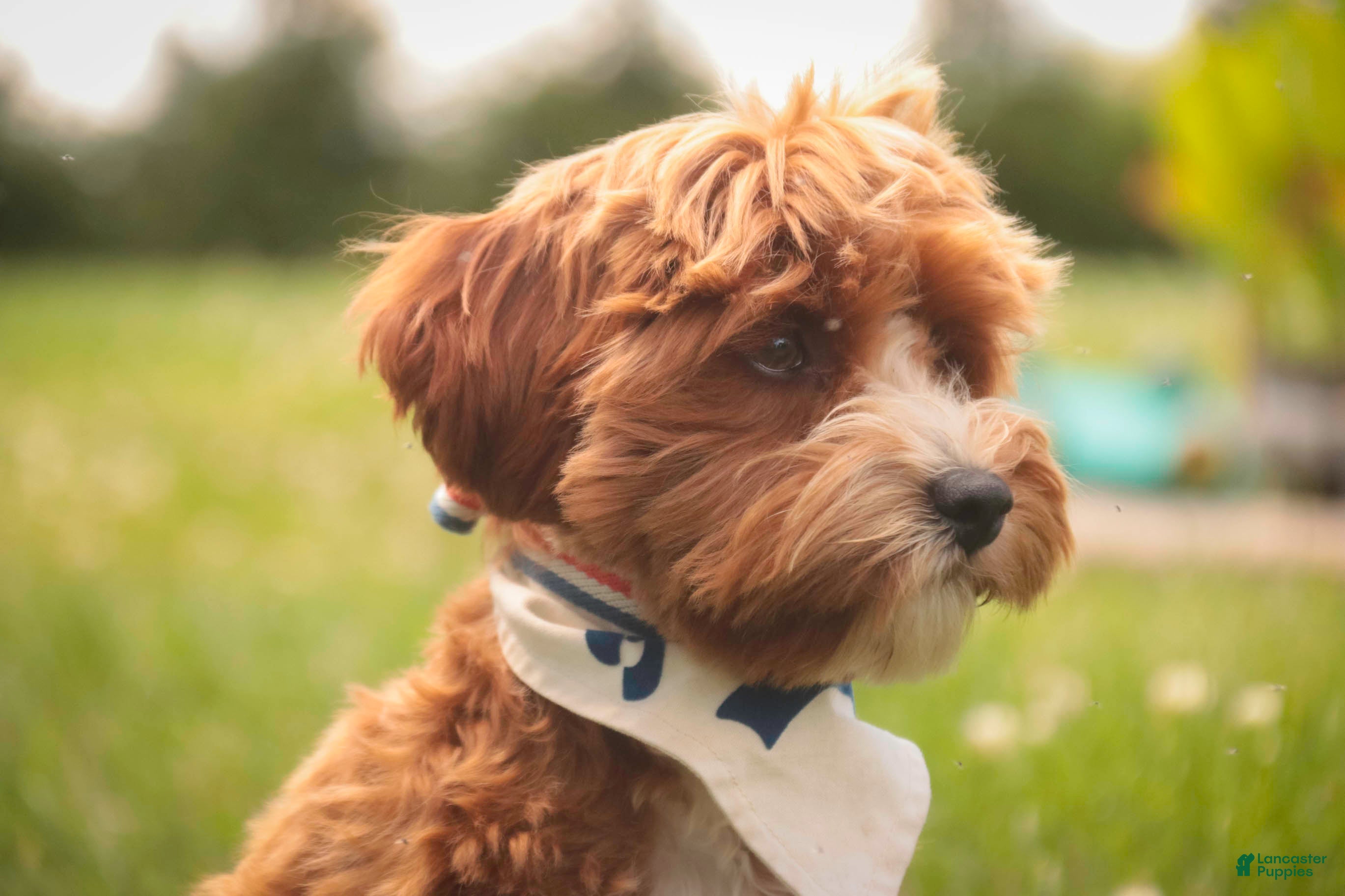 Cavapoo dogs Harper - Ad 2