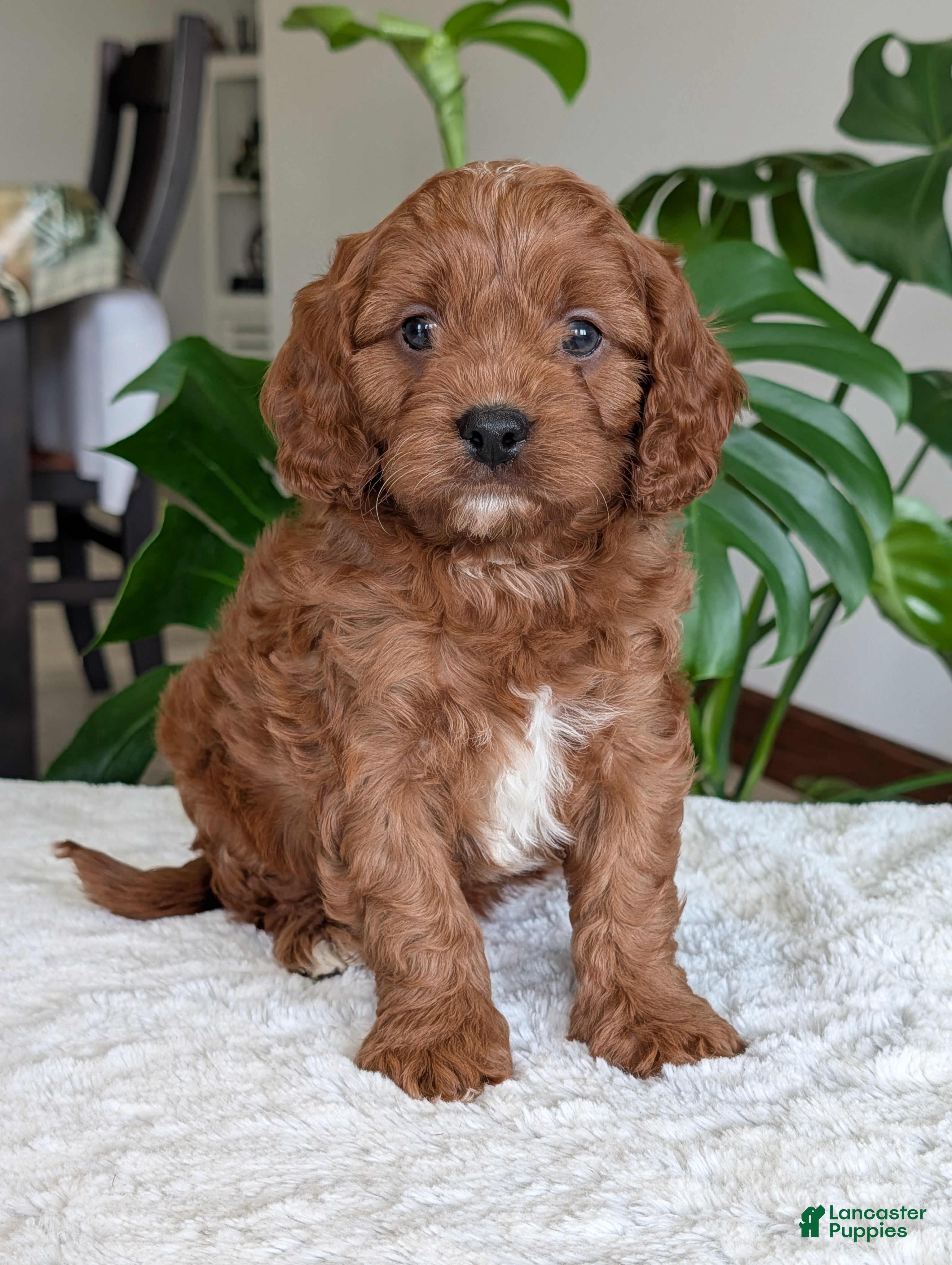 Cavapoo dogs Jake - Ad 2