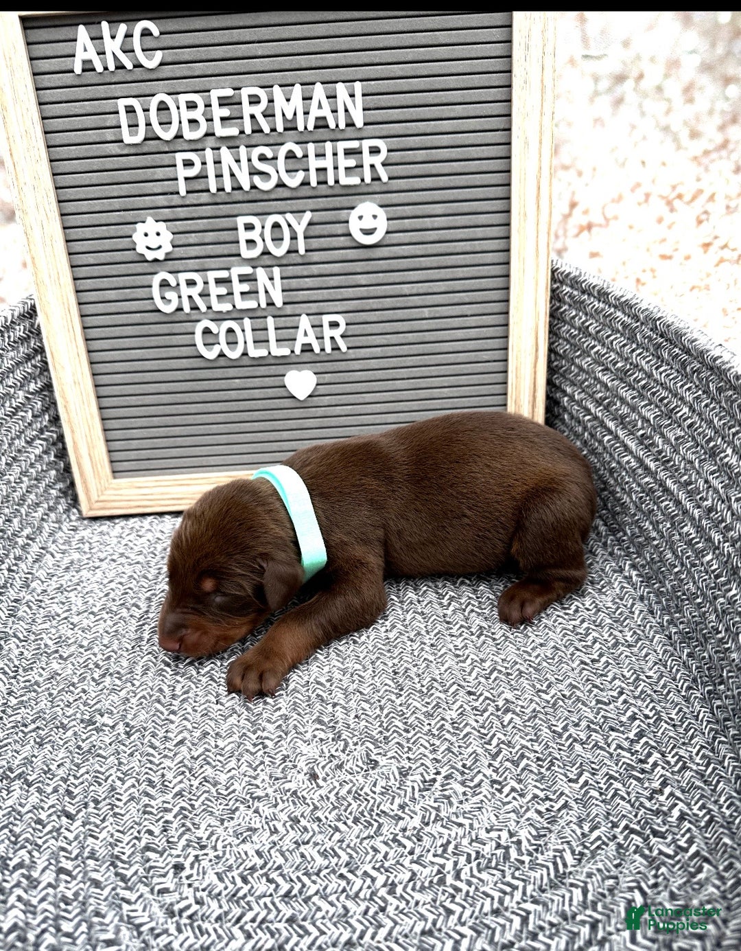 Doberman Pinscher dogs for sale: Red boy, green collar - Ad 1