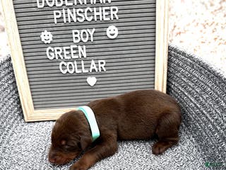 Doberman Pinscher dogs Red boy, green collar - Ad 14