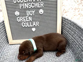 Doberman Pinscher dogs Red boy, green collar - Ad 17