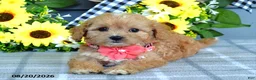 Cavapoo dogs for sale: Tulip - Ad 7