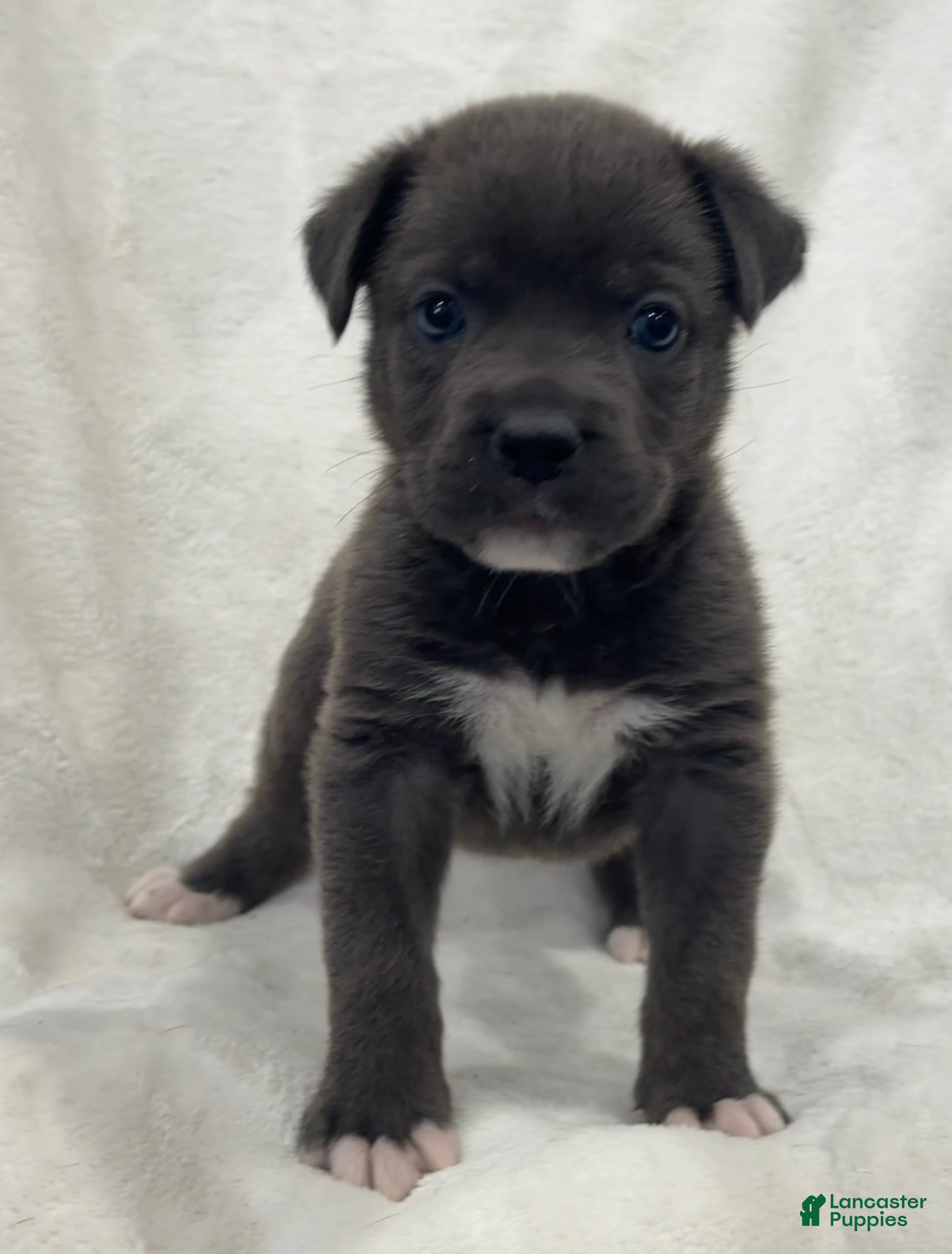 Cane Corso dogs Davina - Ad 2