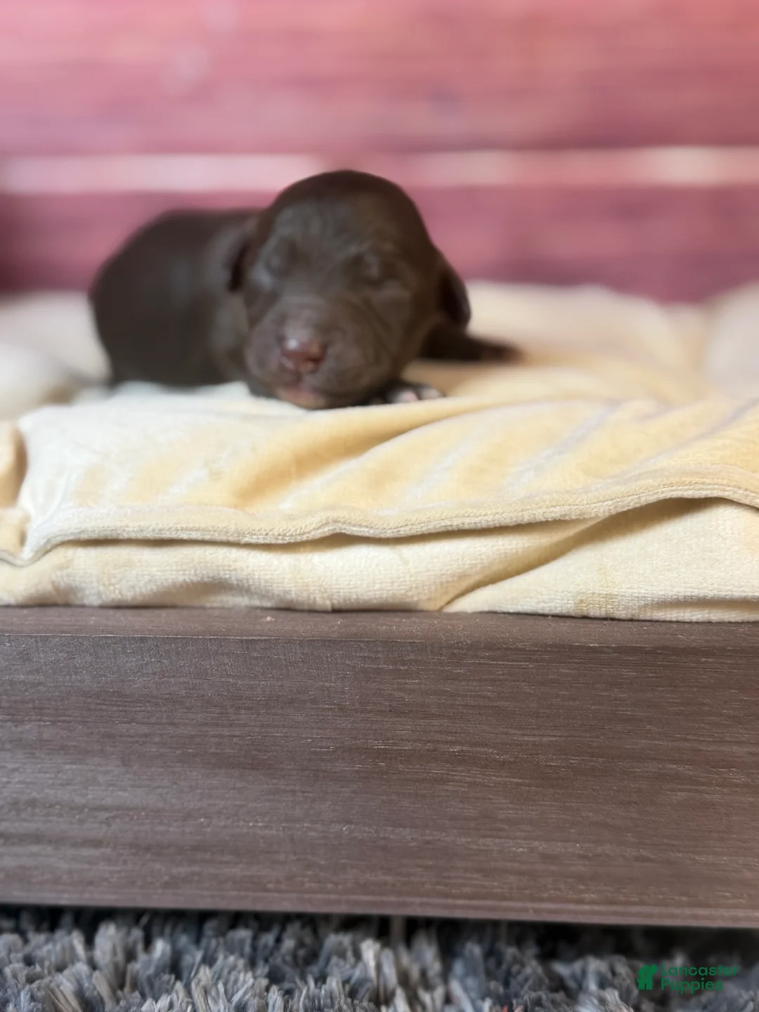 Cockapoo dogs for sale: Nixon - Ad 2