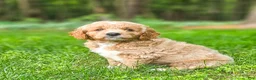 Mini Goldendoodle dogs for sale: Diesel - Ad 3