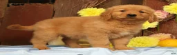 Golden Retriever dogs for sale: Harold - Ad 8