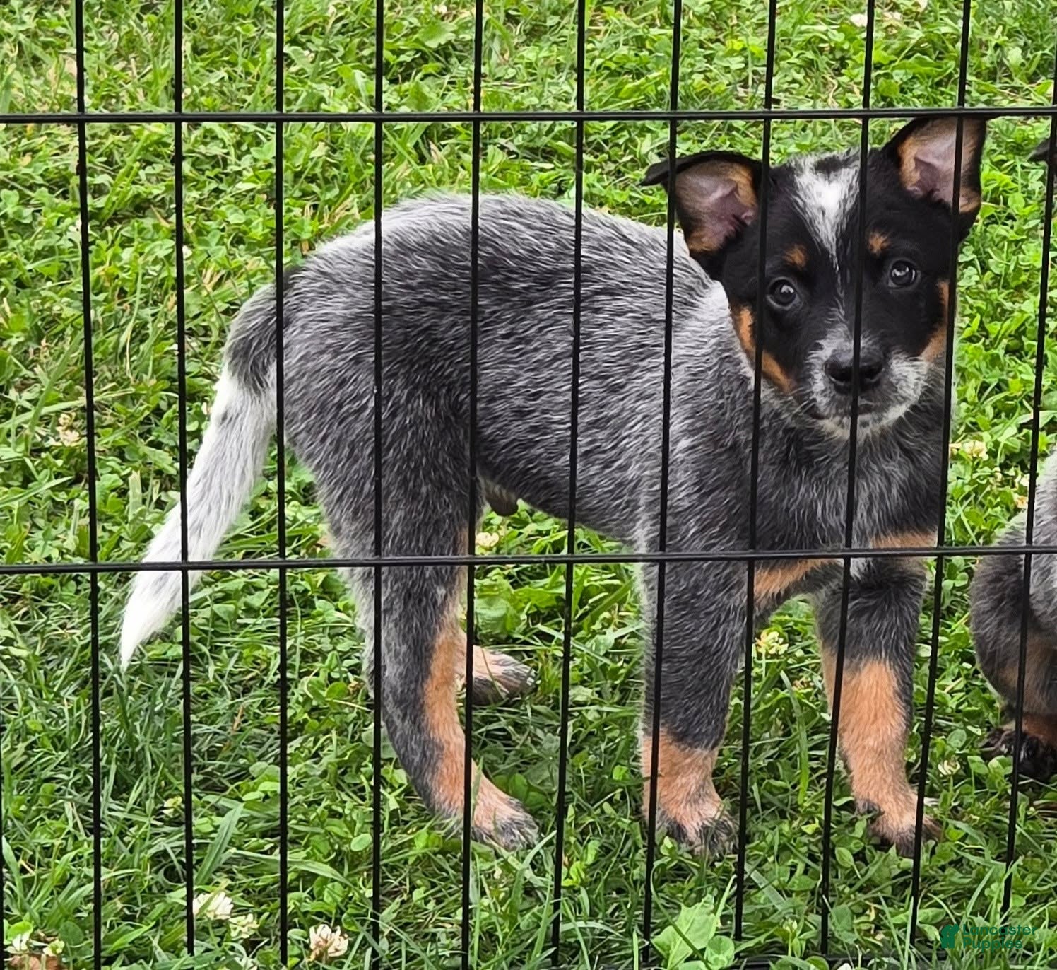 Australian Cattle Dog dogs Grumpy - Ad 2