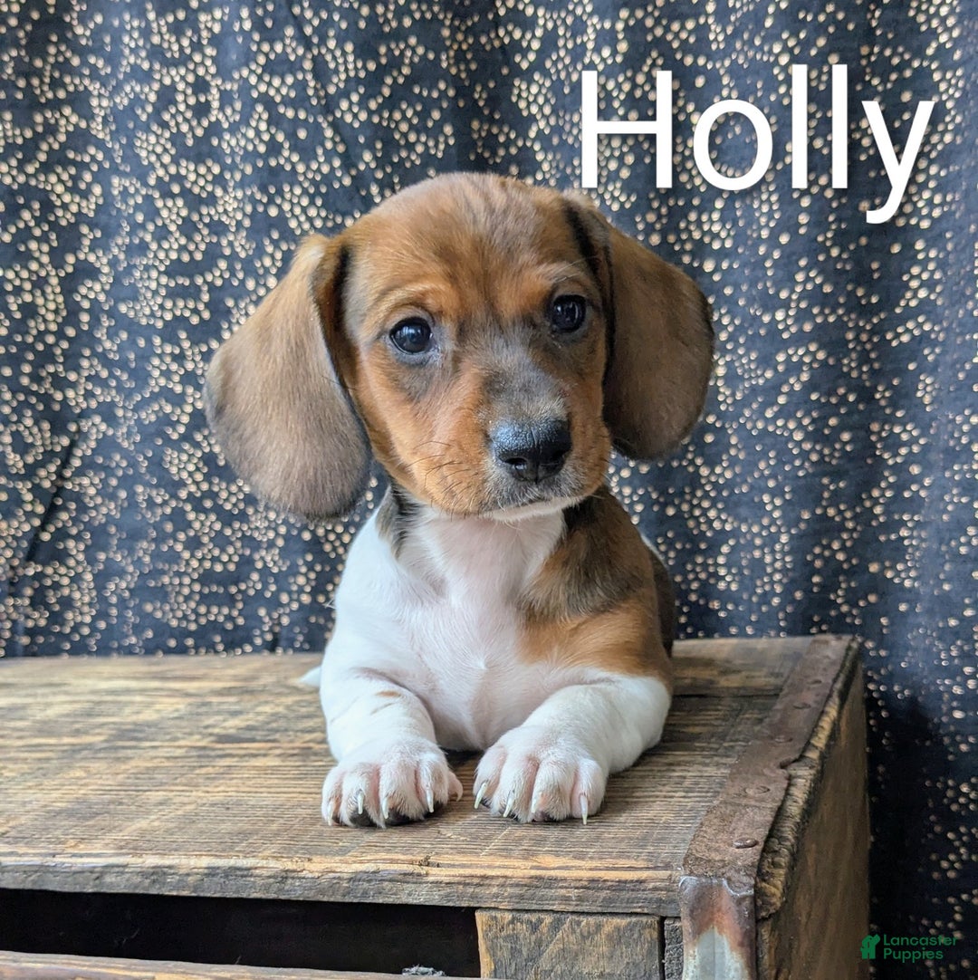 Dachshund dogs for sale: Holly - Ad 3
