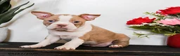Boston Terrier dogs for sale: Caspar - Ad 2