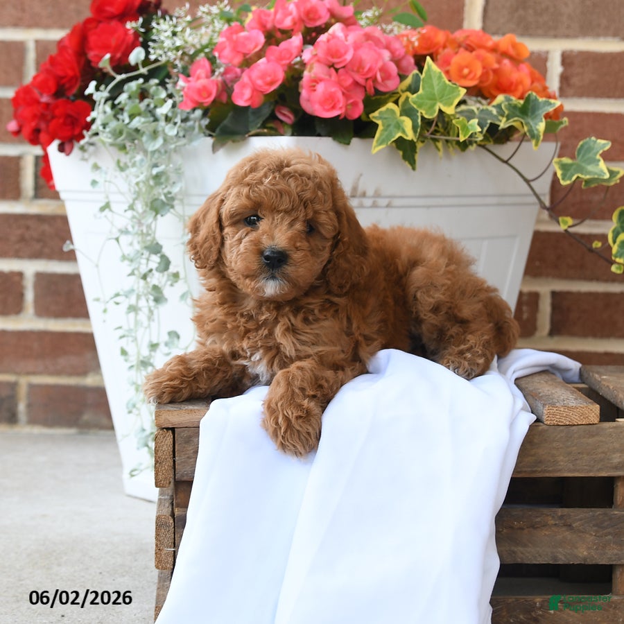 Miniature Poodle dogs for sale: Biscuit - Ad 2