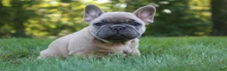 French Bulldog dogs for sale: Butterscotch - Ad 1