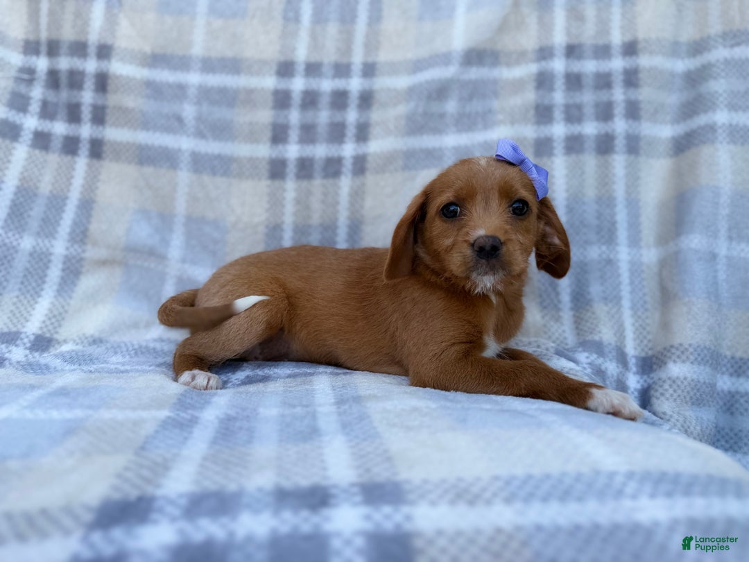 Beagle dogs for sale: Birdie - Ad 1