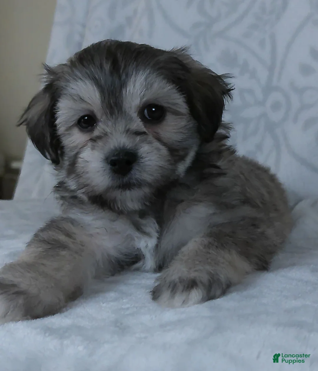 Teddy Bear dogs for sale: Bowser - Ad 3